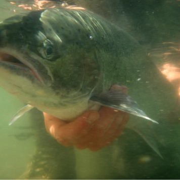 A steelhead underwater A steelhead underwater