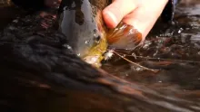 Video thumb for Finnish spring