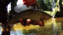 Video thumb for  Grayling in Lithuania