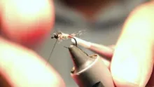 Video thumb for El Pequeño