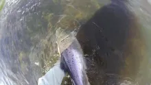 Video thumb for A salmon season on an Irish river