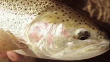 Video thumb for Perspective - Fly Fishing For Rainbow Trout