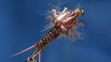 Video thumb for Lively Legz Stonefly