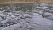 Video thumb for Fliegende Hechte - Flying Pike