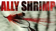 Video thumb for Ally Shrimp