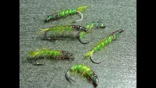 Video thumb for Rhyacophila Caddis Larva