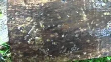 Video thumb for Riverflies - Salmon & Trout Association