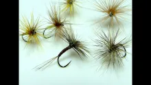 Video thumb for Brown Quilled Spider