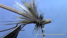 Video thumb for Cranefly Adult