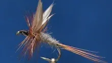 Video thumb for Whirling Blue Dun