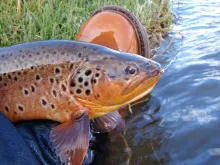 User submitted picture: a nice browny hooked and ...