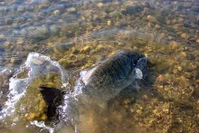 User submitted picture: Catch and release personi...