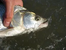 User submitted picture: Asp face