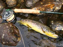 User submitted picture: French Brown trout by www...