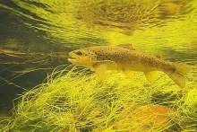 User submitted picture: Beautiful Brown Trout cau...