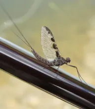 User submitted picture: Callibaetis spinner resti...