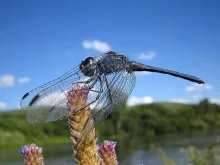 User submitted picture: A Dragon Fly on the banks...