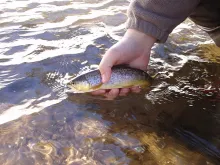 User submitted picture: Early season brown