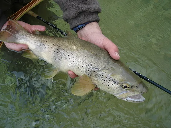 User submitted picture: mediterranean brown trout...