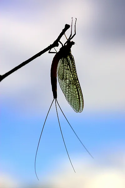 User submitted picture: Danica mayfly resting.
...