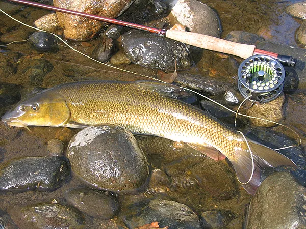 User submitted picture: French Barbel by guidepec...