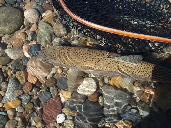 User submitted picture: Release