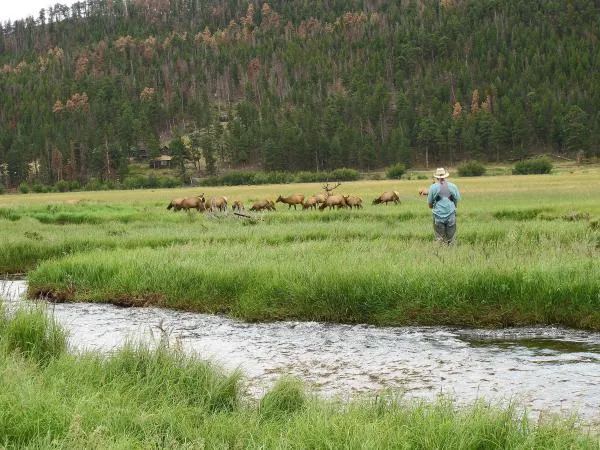 User submitted picture: Elk and angler sharing th...