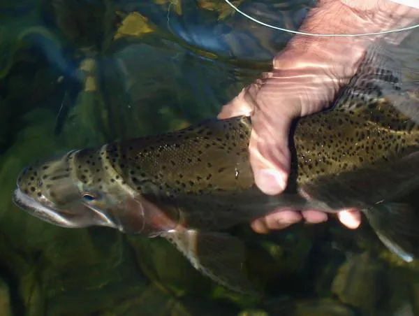 User submitted picture: Releasing a rainbow in No...