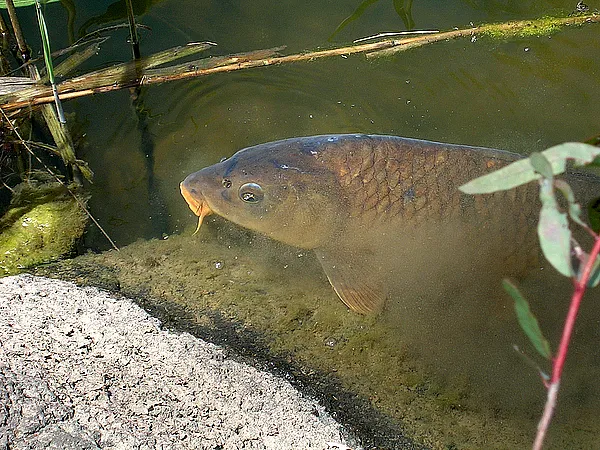User submitted picture: A 5lb Carp sifting the al...